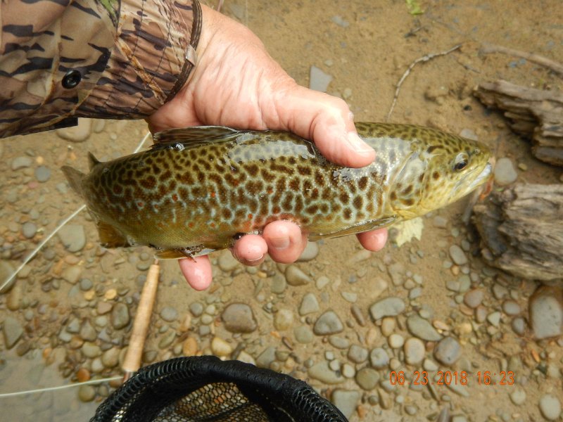 -Kettle Valley-068-.jpg - Heres a better pic of the same fish.  